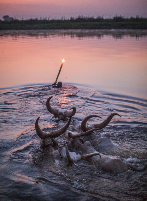 Mundari cattle crossing the River during tribal trip to South Sudan I ganado cruzando río durante viaje tribal a Sudán del Sur